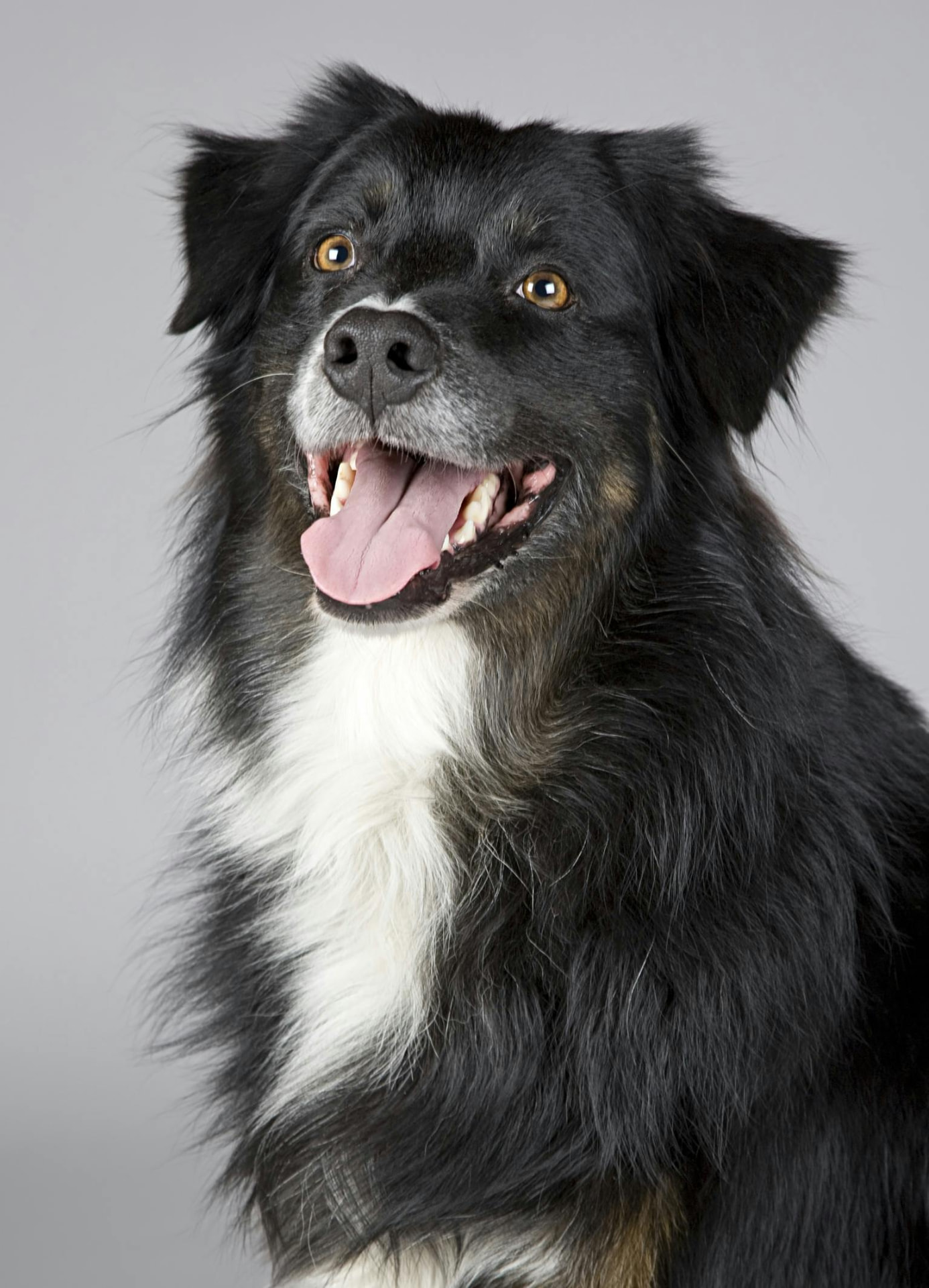 Fröhlicher Hund