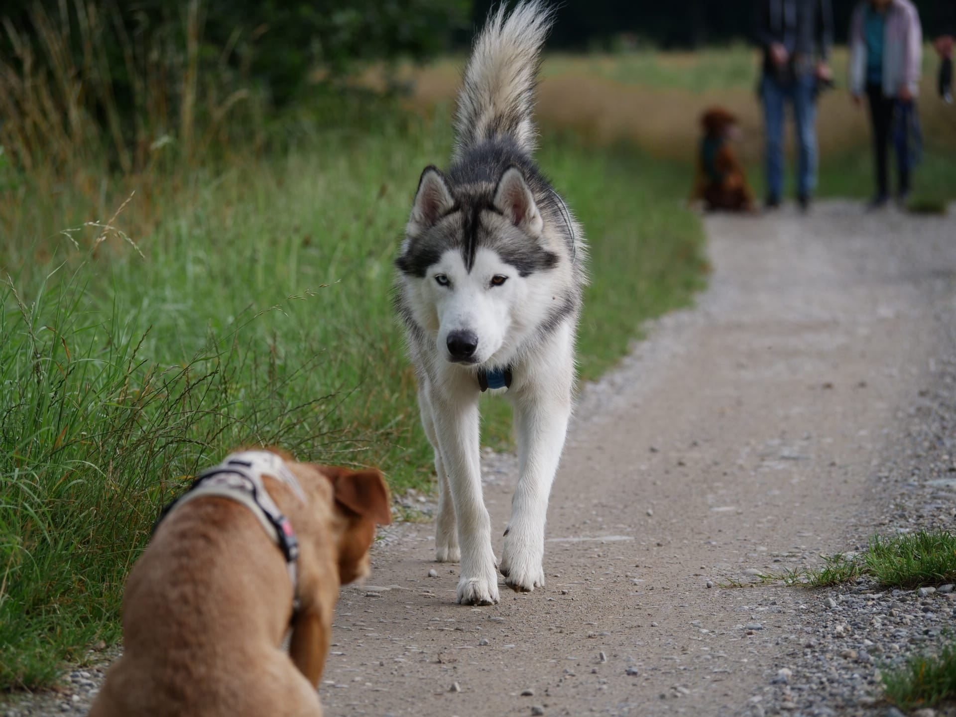 Husky auf Feldweg